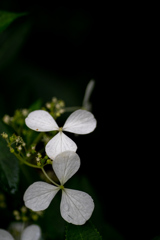 190623 城ケ崎 紫陽花 (26)