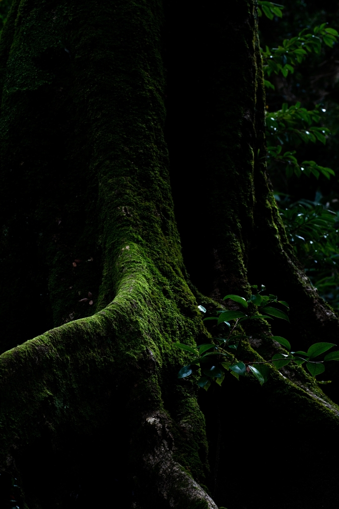 神戸・出雲 旅行 備忘録 (44)