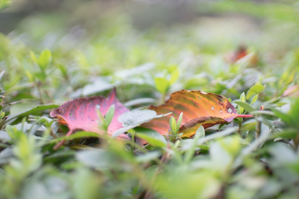 神戸・出雲 旅行 備忘録 (16)