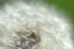 藤枝　蓮華寺　3