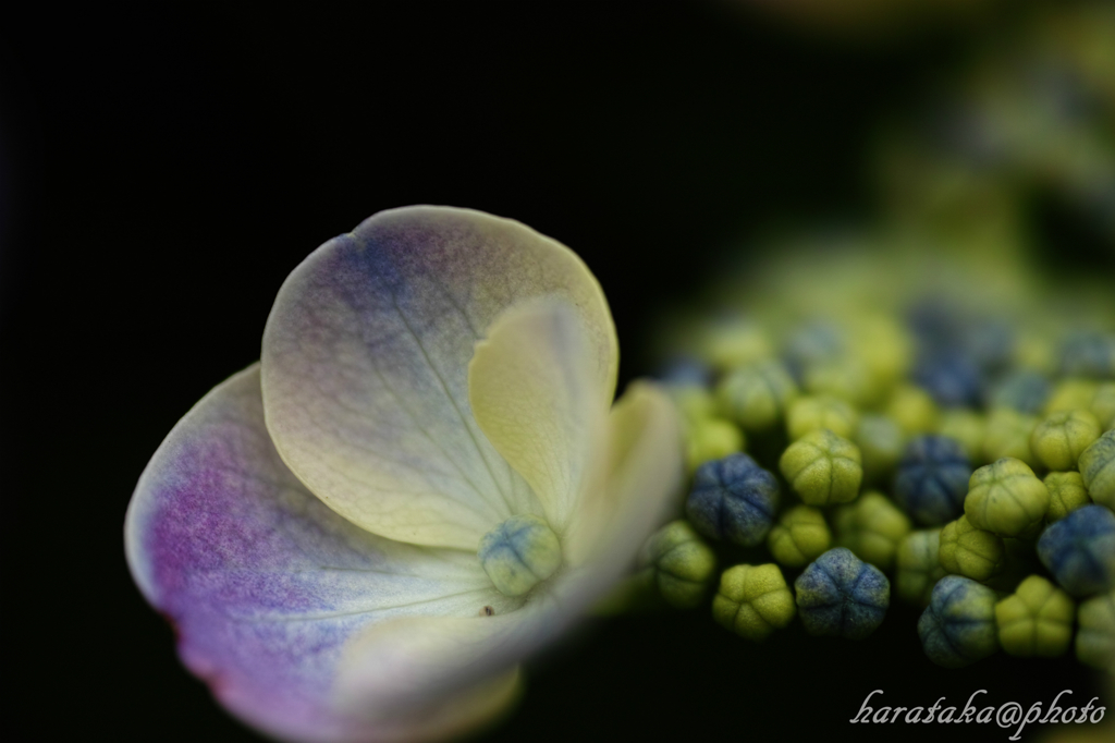 紫陽花-4