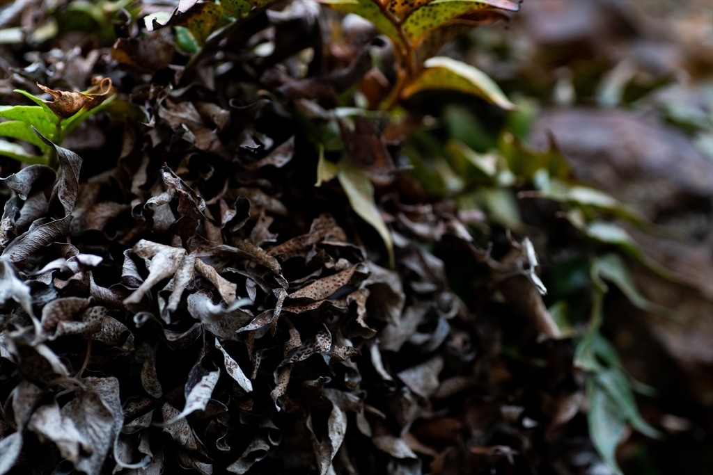 神戸・出雲 旅行 備忘録 (28)