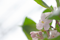 富士花鳥園　18