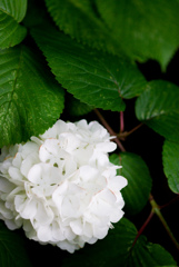 掛川　加茂荘花鳥園　32