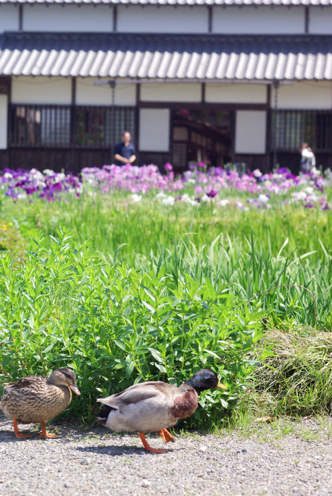 掛川　加茂荘花鳥園　4