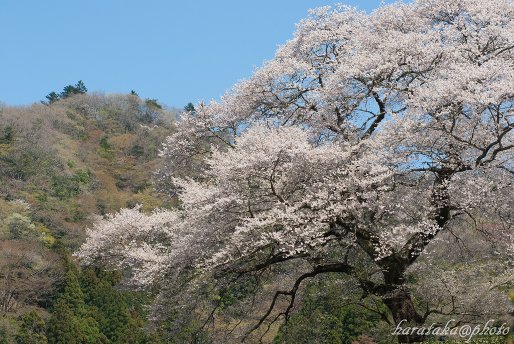 H24　牛代の水目桜　２