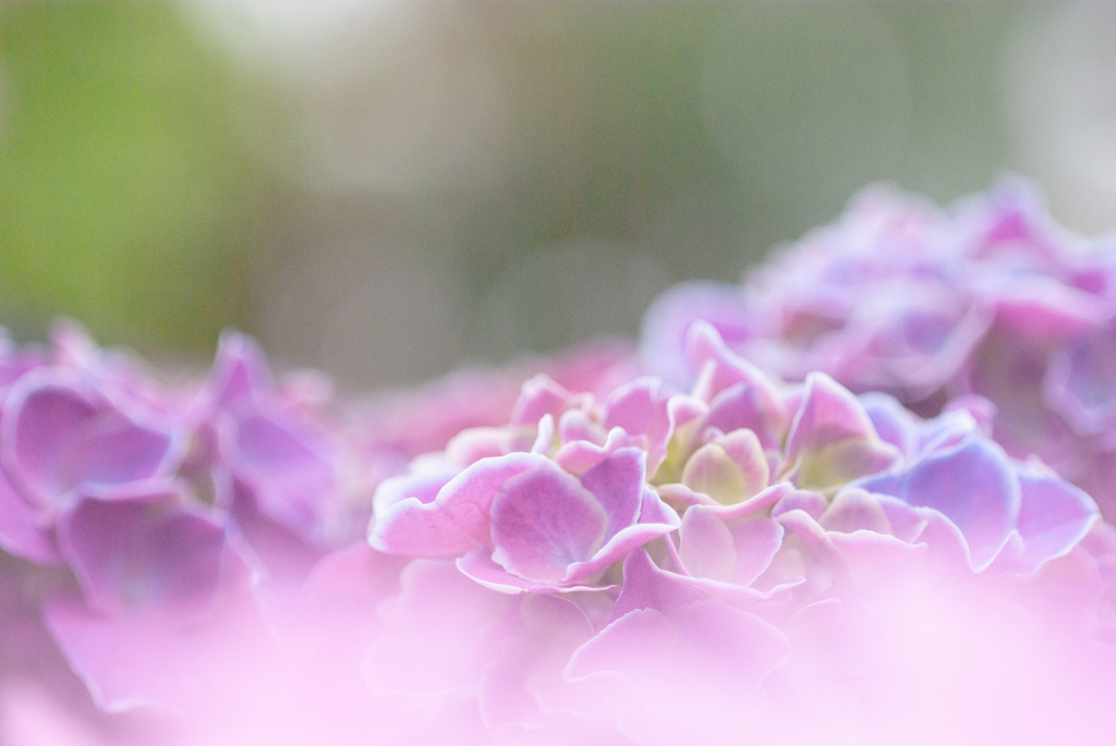 富士花鳥園　20