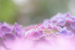 富士花鳥園　20