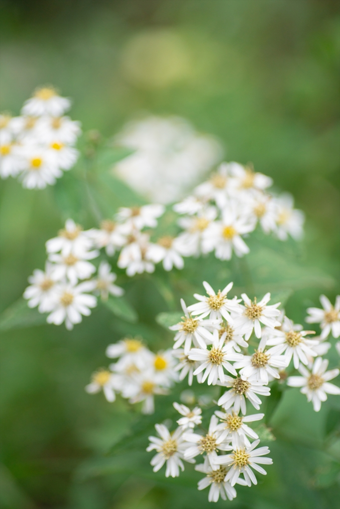 神戸・出雲 旅行 備忘録 (55)