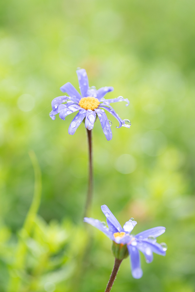 190623 城ケ崎 紫陽花 (1)