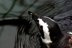 富士花鳥園　17