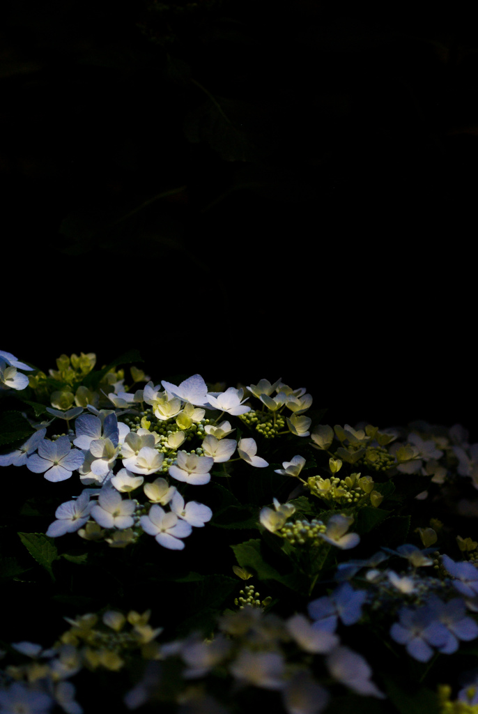 掛川　加茂荘花鳥園　8