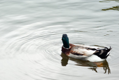 富士花鳥園　13