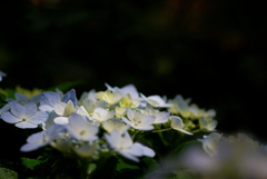 掛川　加茂荘花鳥園　9