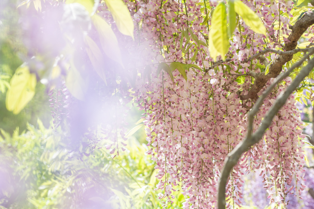 藤枝　蓮華寺　藤 4