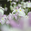 菖蒲-5