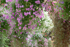 掛川　加茂荘花鳥園　7