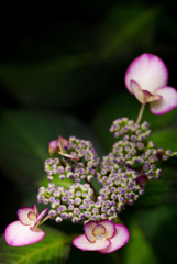掛川　加茂荘花鳥園　22