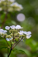 190623 城ケ崎 紫陽花 (15)