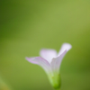 花-4