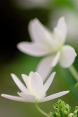 掛川　加茂荘花鳥園　10