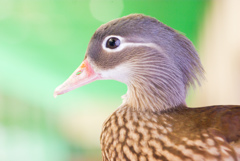 掛川　加茂荘花鳥園　25