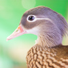 掛川　加茂荘花鳥園　25