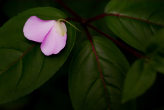 掛川　加茂荘花鳥園　17