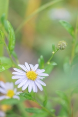 神戸・出雲 旅行 備忘録 (36)
