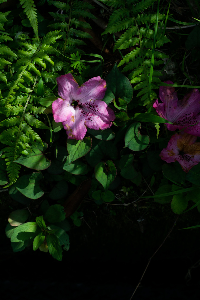 藤枝　蓮華寺　4