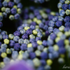 紫陽花-3