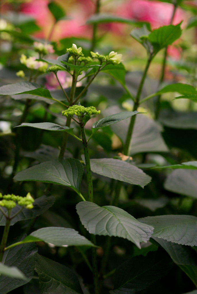 掛川　加茂荘花鳥園　18