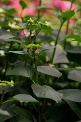 掛川　加茂荘花鳥園　18