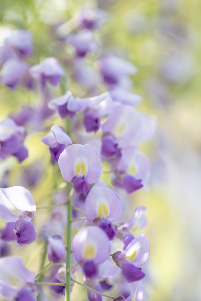 藤枝　蓮華寺　藤 6