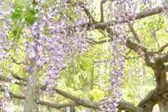 藤枝　蓮華寺　藤　1