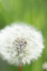 藤枝　蓮華寺 2