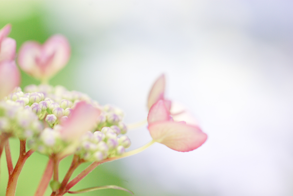 掛川　加茂荘花鳥園　23
