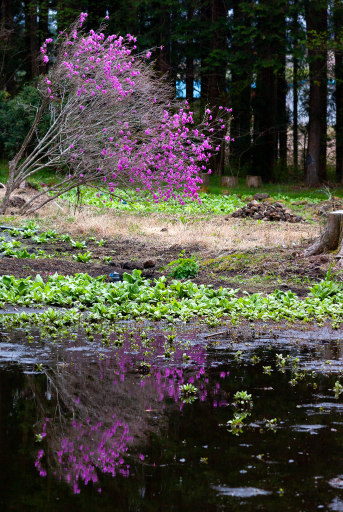 富士花鳥園　12