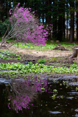富士花鳥園　12