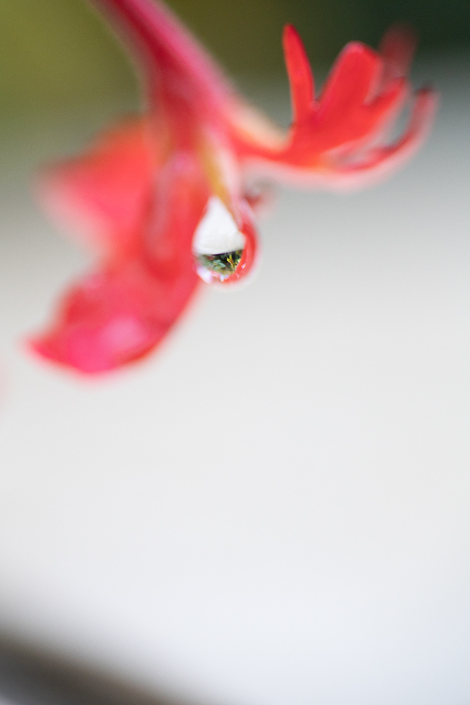 190623 城ケ崎 紫陽花 (5)