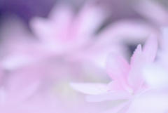 富士花鳥園　19