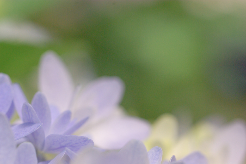 掛川　加茂荘花鳥園　13