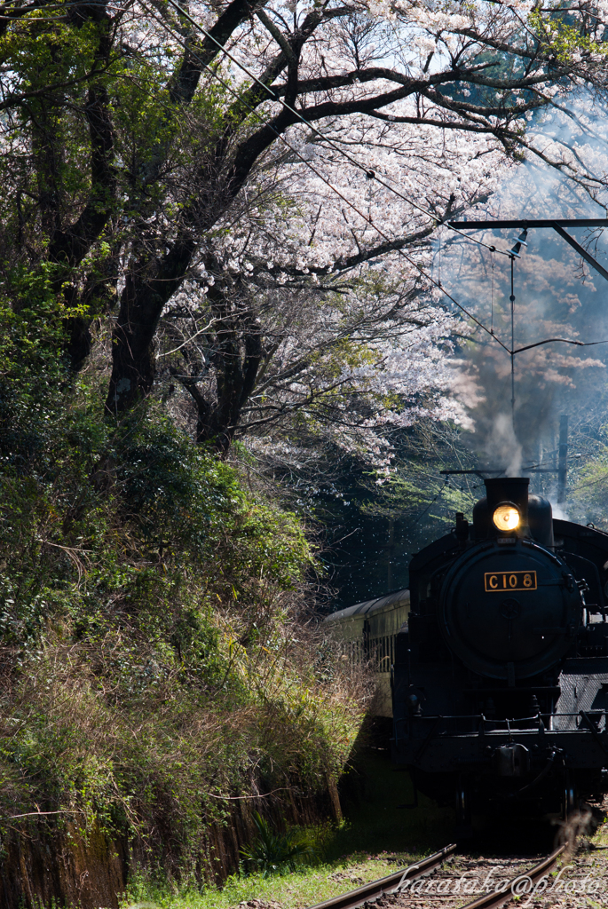 H24　大井川 桜　２