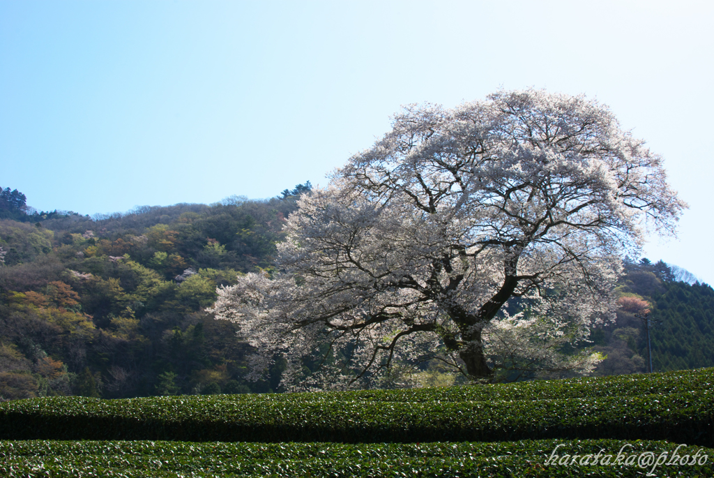 H24　牛代の水目桜　１