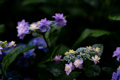 190623 城ケ崎 紫陽花 (12)