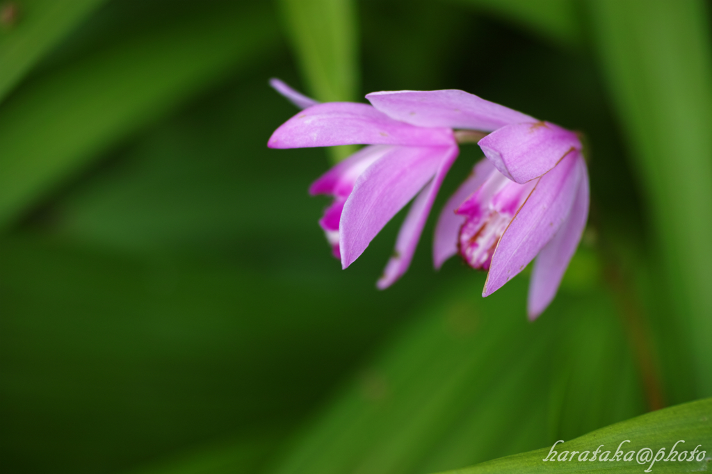 花-5