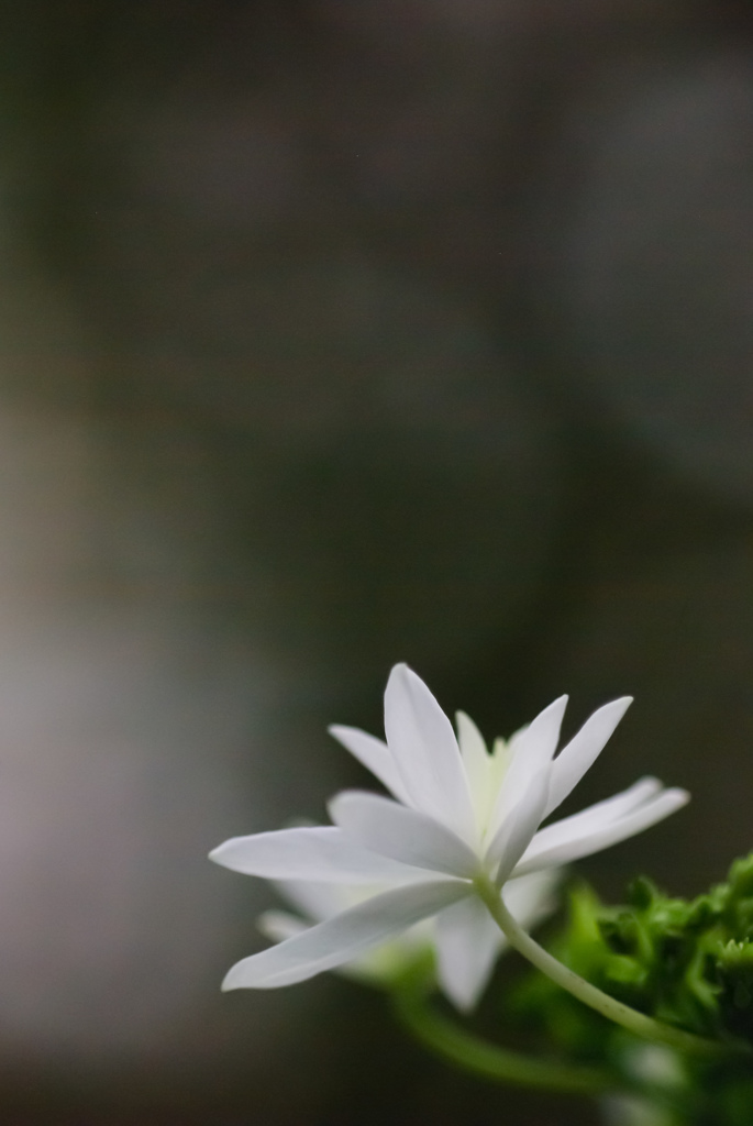 掛川　加茂荘花鳥園　20