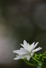 掛川　加茂荘花鳥園　20