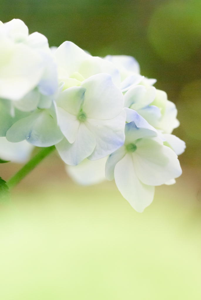 掛川　加茂荘花鳥園　11