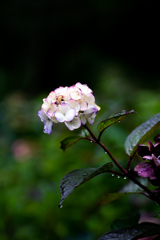 190623 城ケ崎 紫陽花 (27)